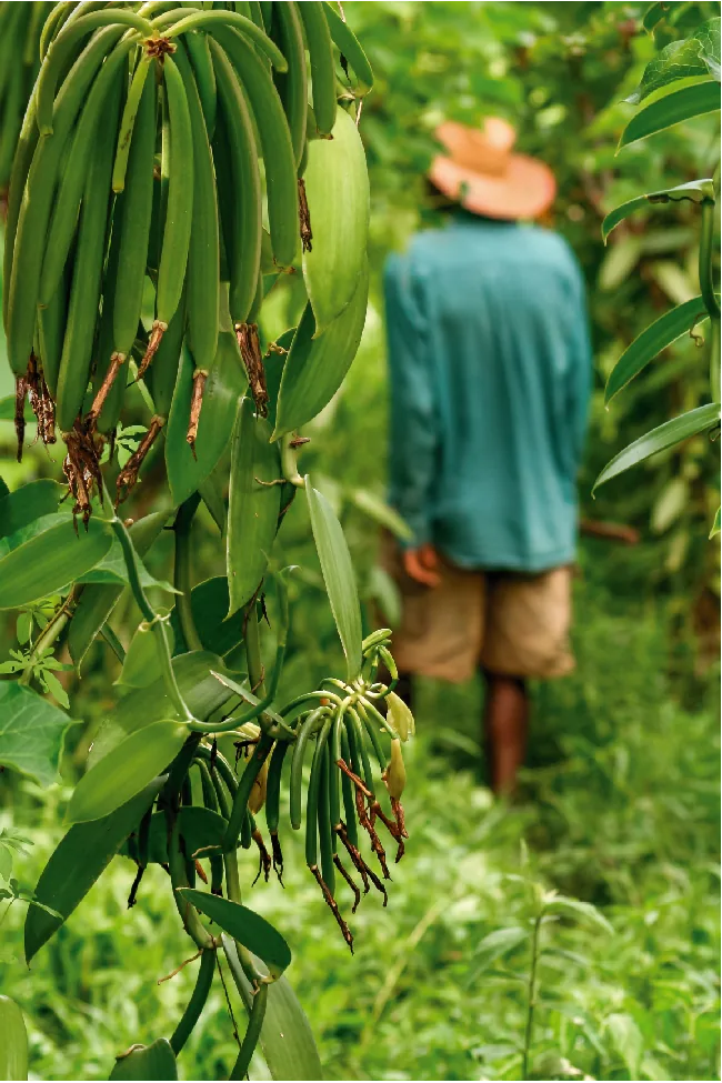 Plantation de vanille à Madagascar